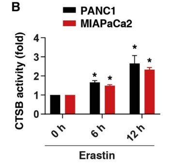 Intracellular CTSB activity.jpg